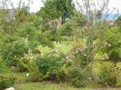 Fruhlingsduft si viburnum Kilimandjaro