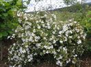 potentilla Abbotswood