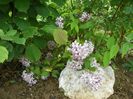 deutzia Mont Rose