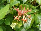 lonicera Dropmore Scarlet