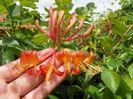 lonicera Dropmore Scarlet