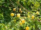 kerria japonica