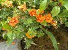 potentilla Mango Tango