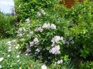 syringa Miss Kim