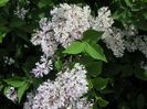 syringa Miss Kim