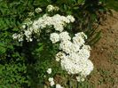 spiraea Halward's Silver