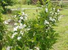 weigela candida