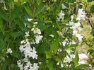 weigela candida