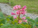 aesculus carnea Briotii