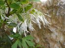 chionanthus virginicus