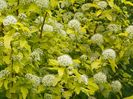 physocarpus Dart's Gold
