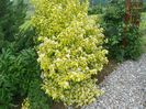 physocarpus Dart's Gold