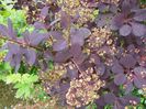cotinus coggyria Royal Purple