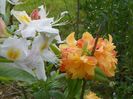 azalea Schneegold si Csardas