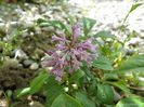 syringa Minuet