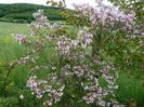 kolkwitzia amabilis Pink Cloud