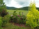 acer Kelly's Gold, rosa rugosa Rubra si Sarah van Fleet