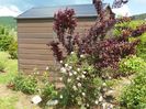 Burnet Irish Marbled si prunus cerasifera Nigra