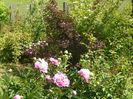 paeonia Sorbet si physocarpus Diabolo