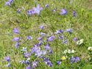 campanula
