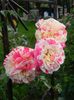 Vanille fraise