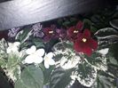 Alan s Fallen Angels     Mac s Scarlet O Hara