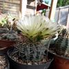 Gymnocalycium Schatzlianum
