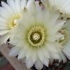 Gymnocalycium Schatzlianum