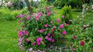 Gallica Officinalis