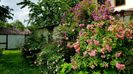 Veilchenblau si Pink Grotendoorst