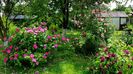 Gallica Officinalus si Tuscany Superb