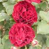 hommage-a-barbara-Delbard-Rose