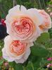 A Shropshire Lad (urcator)