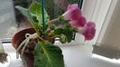Gloxinia blanche de meru