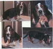 bandit121307