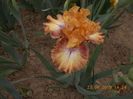 sneezy-