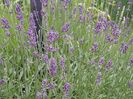 Lavandula angustifolia