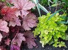 Heuchera Carnival fall festival si Lime marmalade