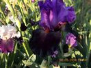 wild wings-12