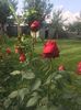 received_625962857907385