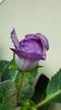 thumbnail - 2019-05-31T221542.006