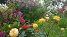 Rose de gerberou