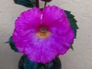 BriD’s Achimenes 13 19