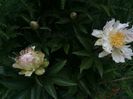 Green Lotus