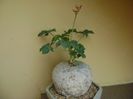 Jatropha berlandieri
