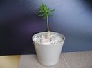 Talinum caffrum