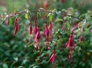 Garten-Die-Magellan-Fuchsie-gilt-als-winterhart-hier-ist-die-Fuchsia-Magellanica-Ricartonii-zu-sehen