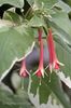 Fuchsia_fulgens_variegata_MK