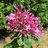 fuchsia-paniculata