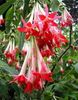 bafc500f6c33a1e9251962c4d0668639--exotic-flowers-beautiful-flowers